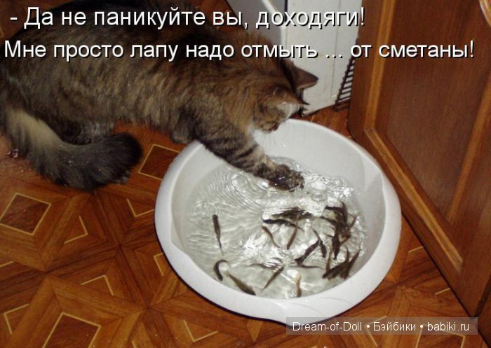 Веселая пятница: кошки против собак