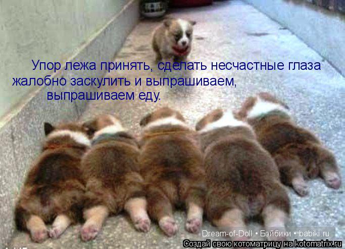 Веселая пятница: кошки против собак