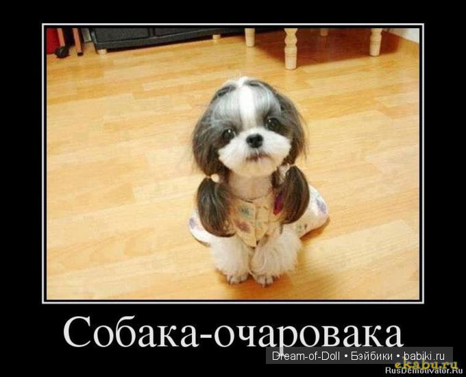 Веселая пятница: кошки против собак