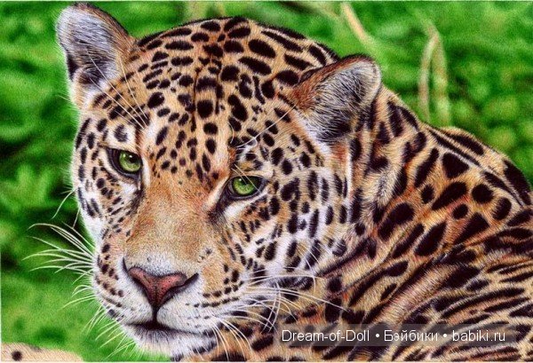 Художники от Бога: Гиперреалистичные картины