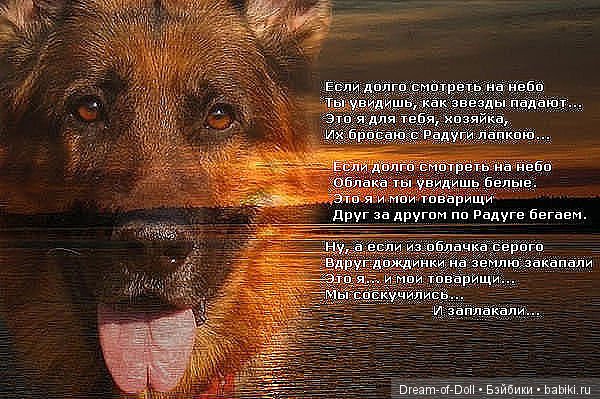 Прощай, любимый друг — Интересное и необычное: фотоподборки