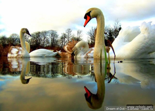Отражения — Интересное и необычное: фотоподборки (фото 8)