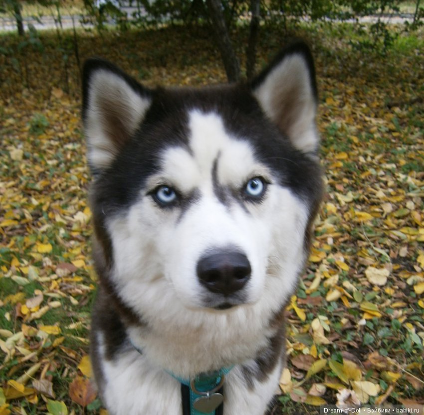 Старая школьная тетрадка — Интересное обо всем: поздравления