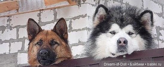 Пока мы смеемся - с нами все в порядке