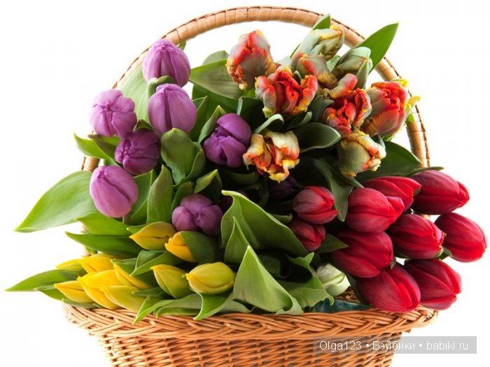 Мои очаровательные и любимые Паолочки всех поздравляют с 8 Марта