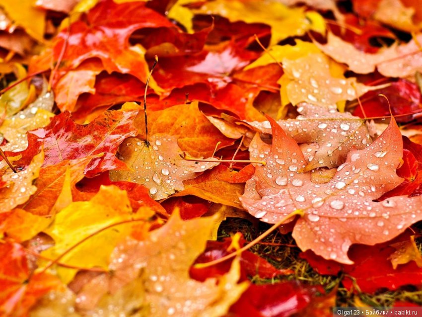 Две очаровательные сестрички Бэтти и Нани LAMAGIK (фото 3)