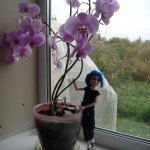 Всем добрый день! Давно я свою Еву в свет не выводила...