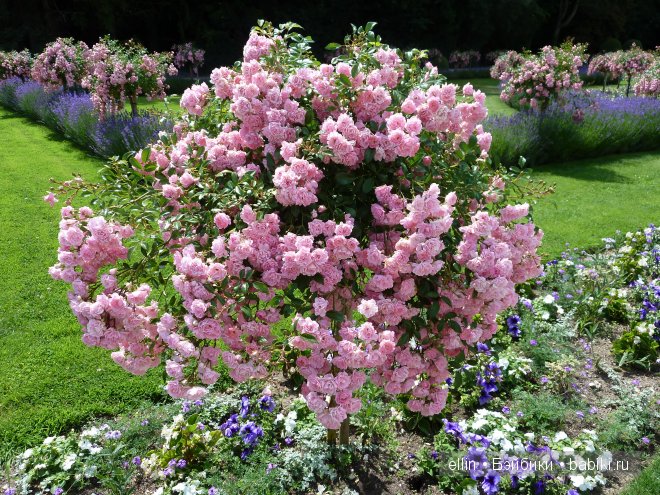 Шенонсо - замок трех королев в долине Луары