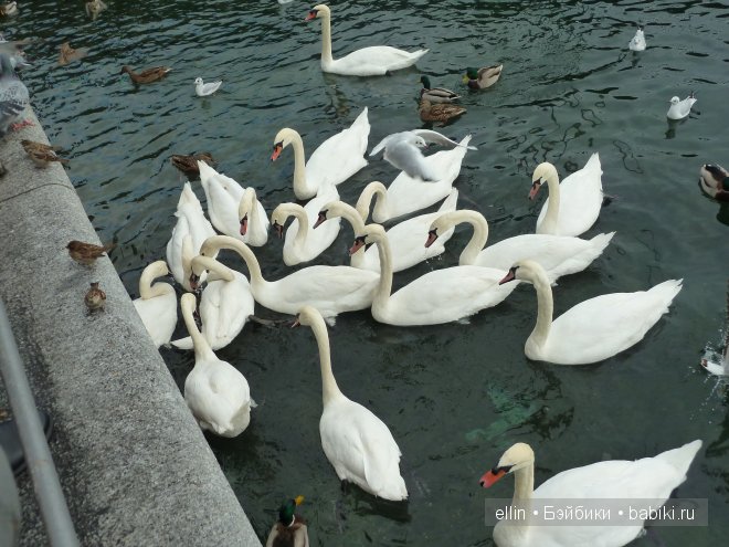 Маленький Люцерн - большая швейцарская сказка