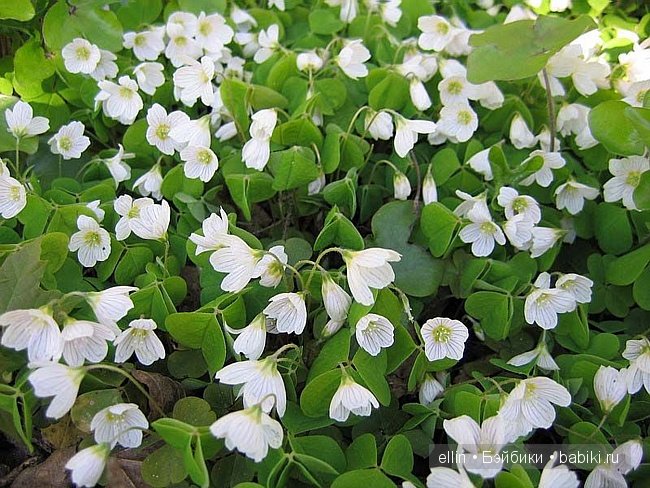 Куклы-эльфы от Susan Krey (2012 год) (фото 8)