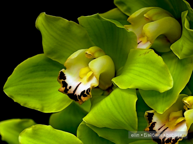 Орхидеи | Бэйбики Орхидеи — Интересное и необычное: фотоподборки (фото 6)