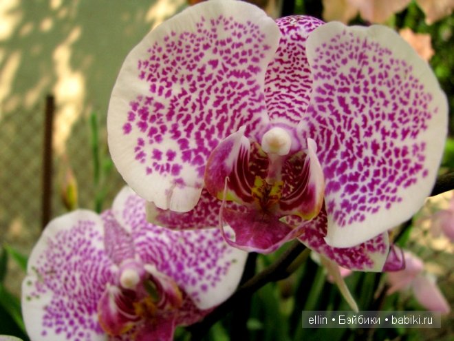 Орхидеи | Бэйбики Орхидеи — Интересное и необычное: фотоподборки