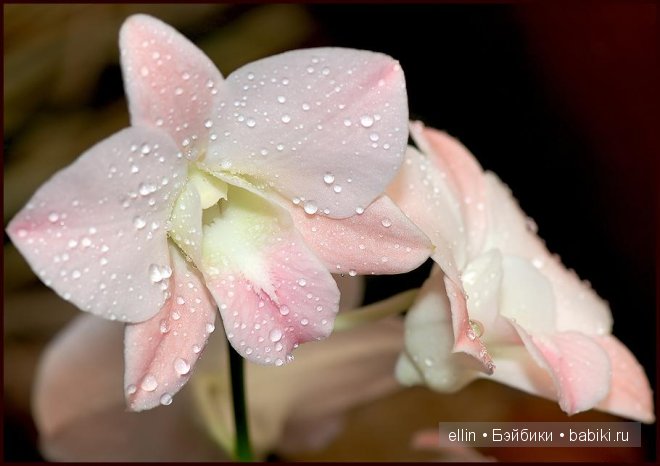 Орхидеи | Бэйбики Орхидеи — Интересное и необычное: фотоподборки