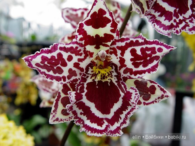 Орхидеи | Бэйбики Орхидеи — Интересное и необычное: фотоподборки (фото 2)