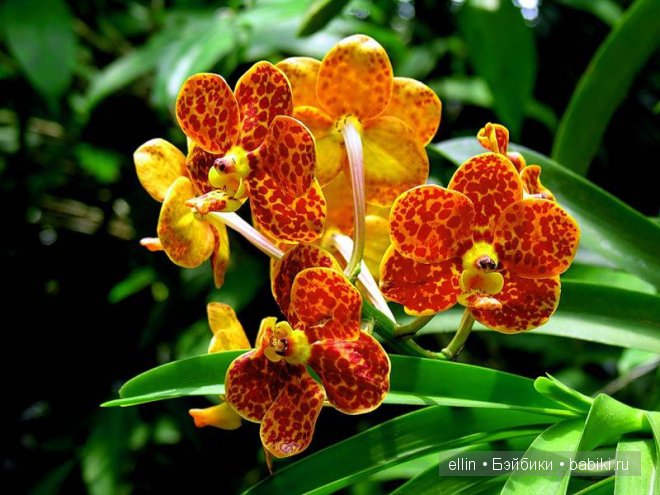 Орхидеи | Бэйбики Орхидеи — Интересное и необычное: фотоподборки (фото 5)