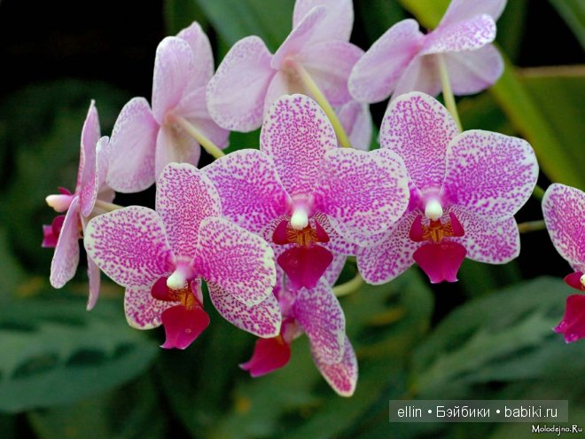 Орхидеи | Бэйбики Орхидеи — Интересное и необычное: фотоподборки