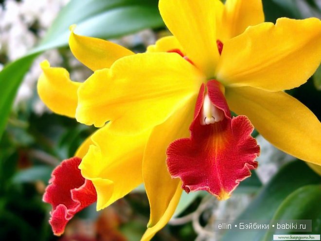 Орхидеи | Бэйбики Орхидеи — Интересное и необычное: фотоподборки