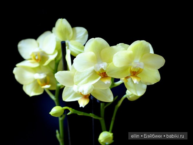 Орхидеи | Бэйбики Орхидеи — Интересное и необычное: фотоподборки