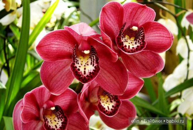 Орхидеи | Бэйбики Орхидеи — Интересное и необычное: фотоподборки