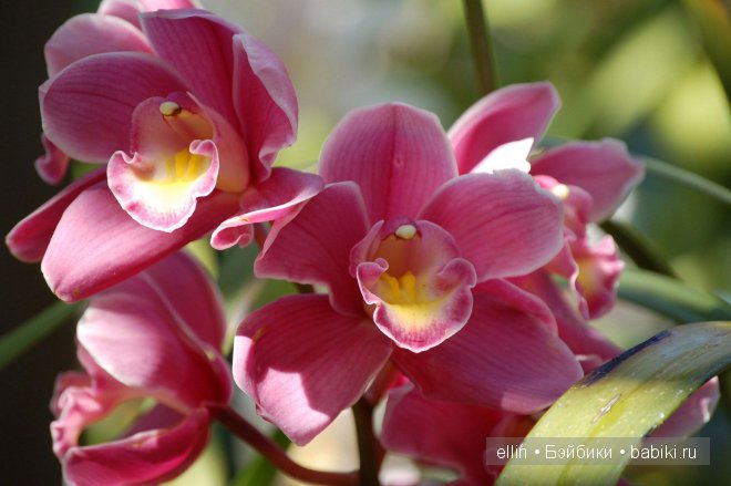 Орхидеи | Бэйбики Орхидеи — Интересное и необычное: фотоподборки