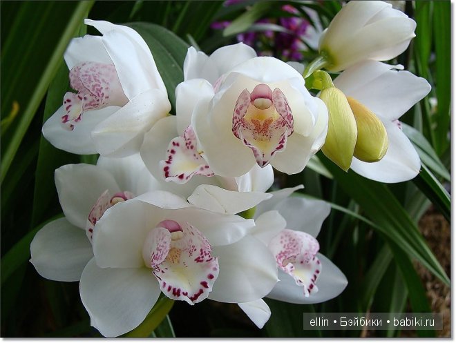 Орхидеи | Бэйбики Орхидеи — Интересное и необычное: фотоподборки