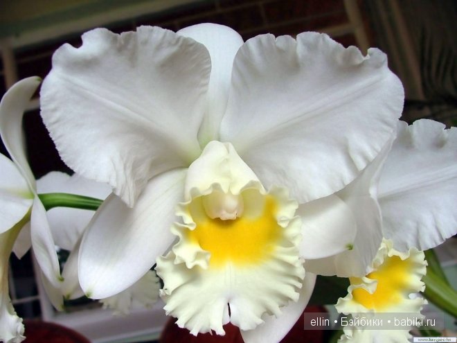 Орхидеи | Бэйбики Орхидеи — Интересное и необычное: фотоподборки