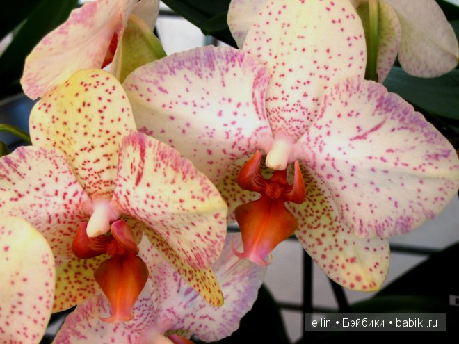 Орхидеи | Бэйбики Орхидеи — Интересное и необычное: фотоподборки