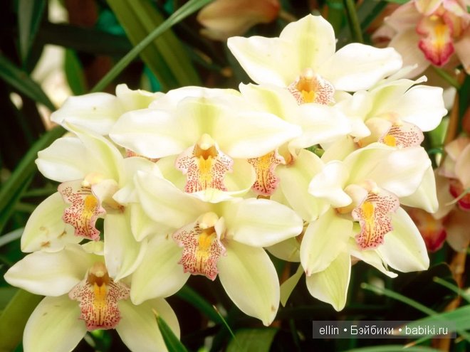Орхидеи | Бэйбики Орхидеи — Интересное и необычное: фотоподборки