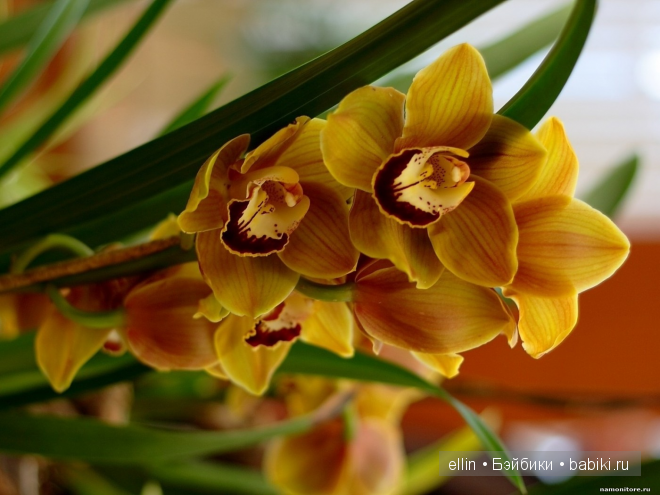 Орхидеи | Бэйбики Орхидеи — Интересное и необычное: фотоподборки