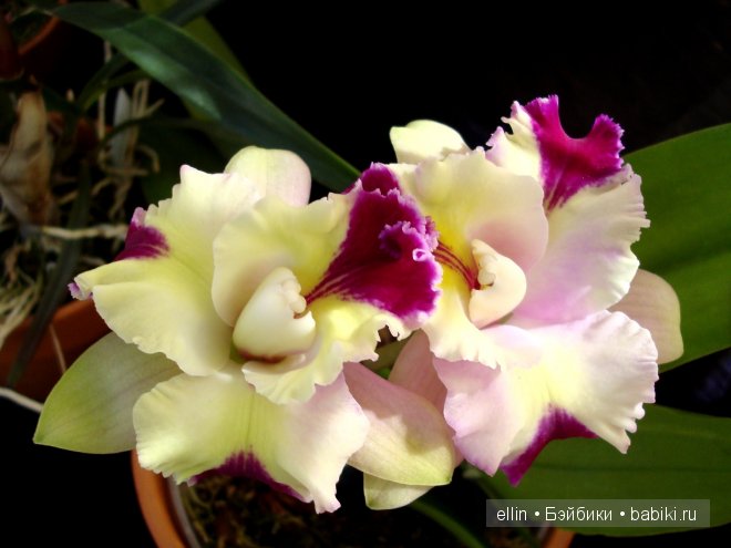Орхидеи | Бэйбики Орхидеи — Интересное и необычное: фотоподборки