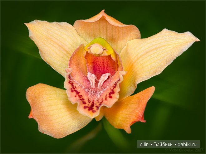 Орхидеи | Бэйбики Орхидеи — Интересное и необычное: фотоподборки (фото 7)