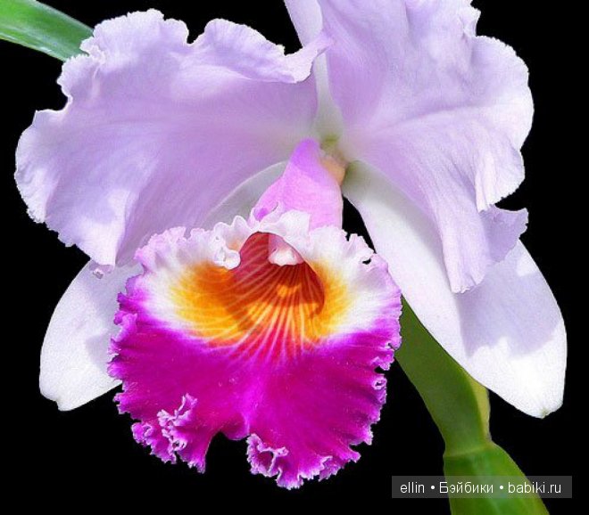 Орхидеи | Бэйбики Орхидеи — Интересное и необычное: фотоподборки