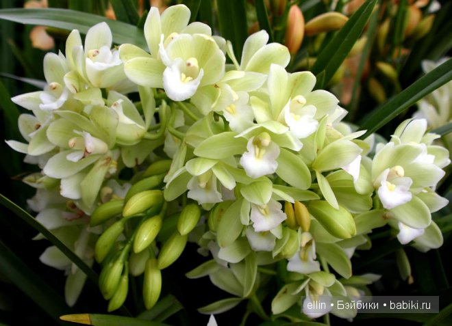 Орхидеи | Бэйбики Орхидеи — Интересное и необычное: фотоподборки