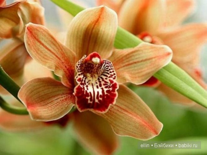 Орхидеи | Бэйбики Орхидеи — Интересное и необычное: фотоподборки