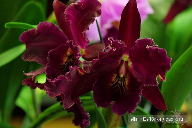 Орхидеи | Бэйбики Орхидеи — Интересное и необычное: фотоподборки