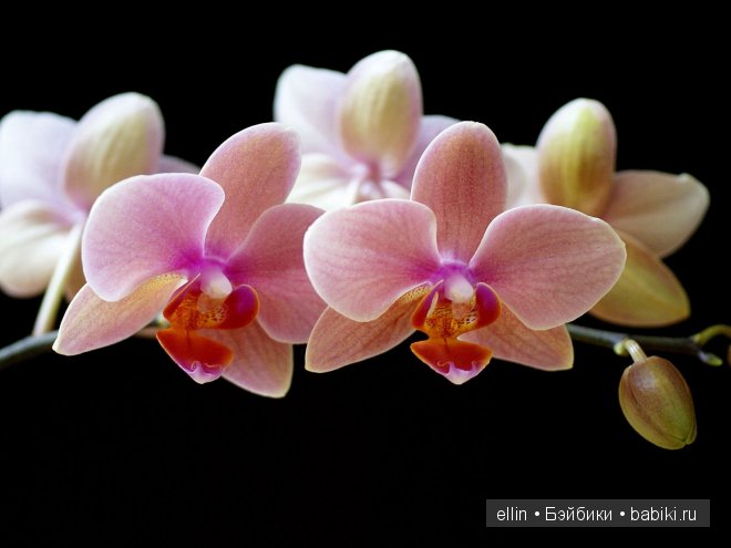 Орхидеи | Бэйбики Орхидеи — Интересное и необычное: фотоподборки