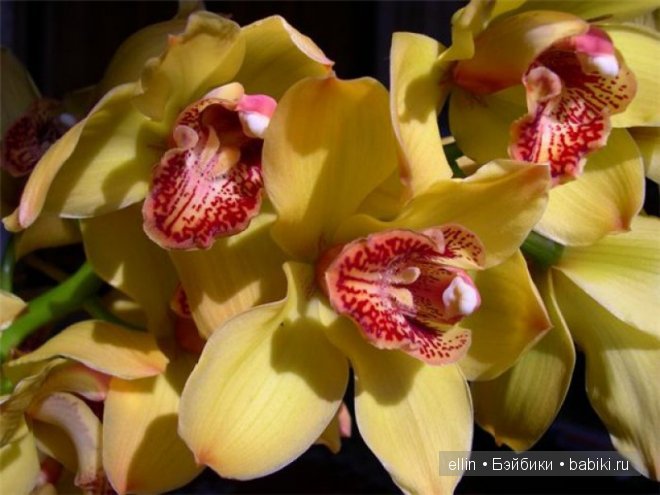 Орхидеи | Бэйбики Орхидеи — Интересное и необычное: фотоподборки