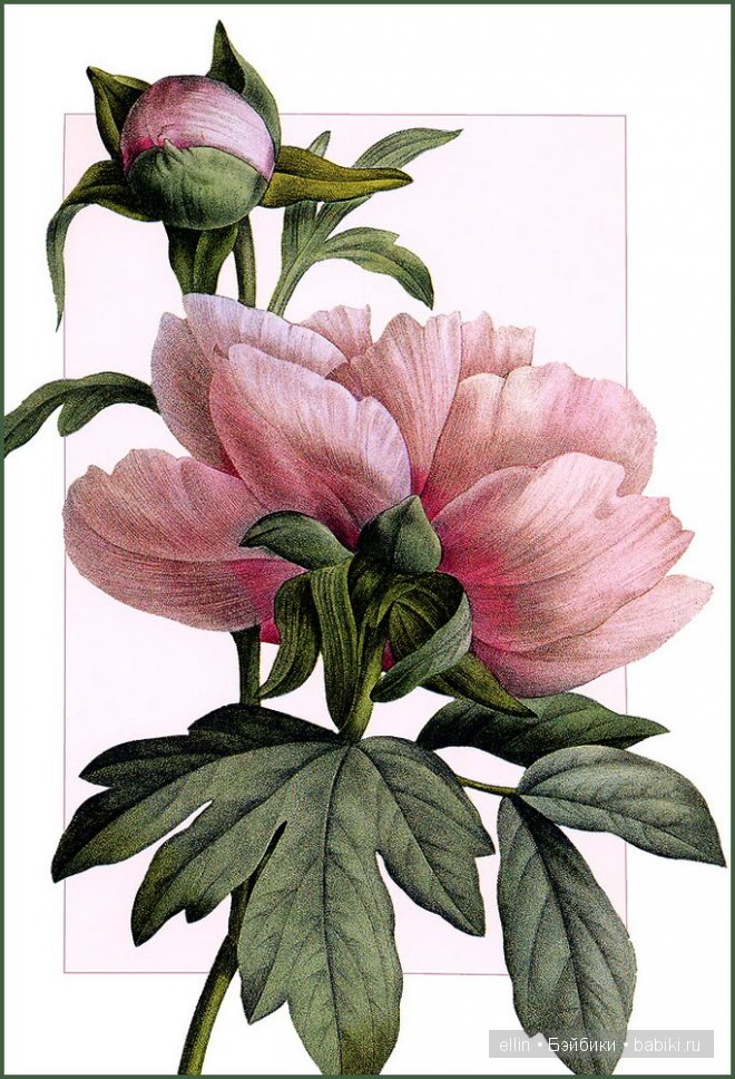 Рафаэль цветов. Художник Пьер Жозеф Редуте