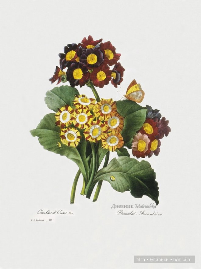 Рафаэль цветов. Художник Пьер Жозеф Редуте (фото 9)