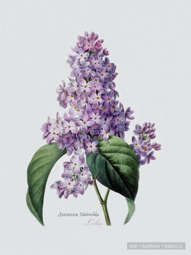 Рафаэль цветов. Художник Пьер Жозеф Редуте (фото 8)