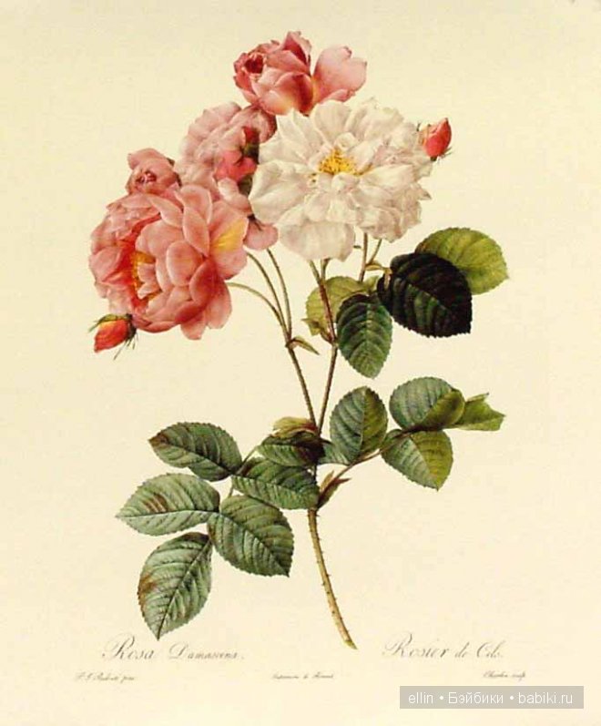 Рафаэль цветов. Художник Пьер Жозеф Редуте