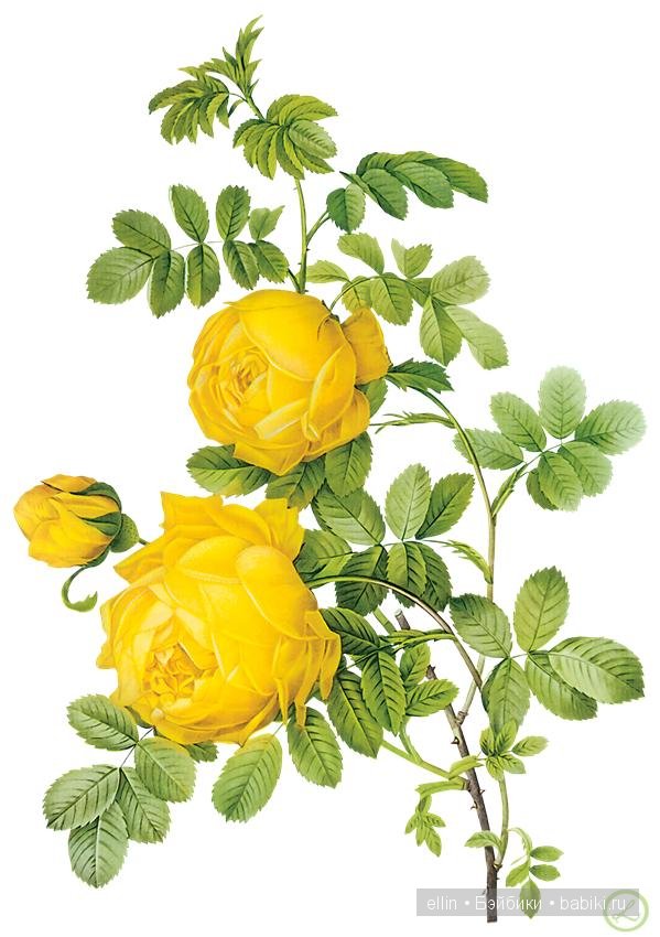 Рафаэль цветов. Художник Пьер Жозеф Редуте