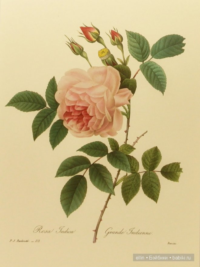 Рафаэль цветов. Художник Пьер Жозеф Редуте