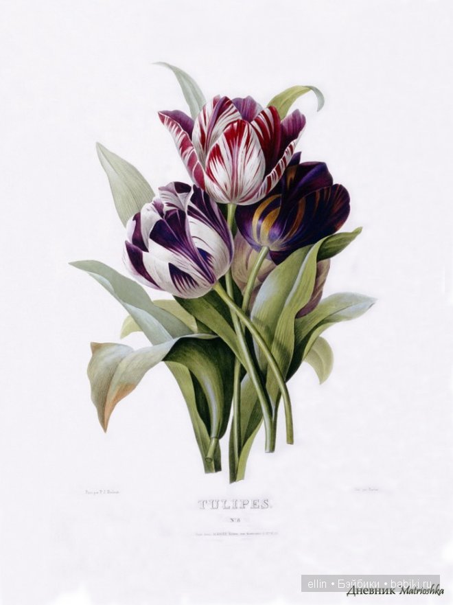 Рафаэль цветов. Художник Пьер Жозеф Редуте (фото 6)