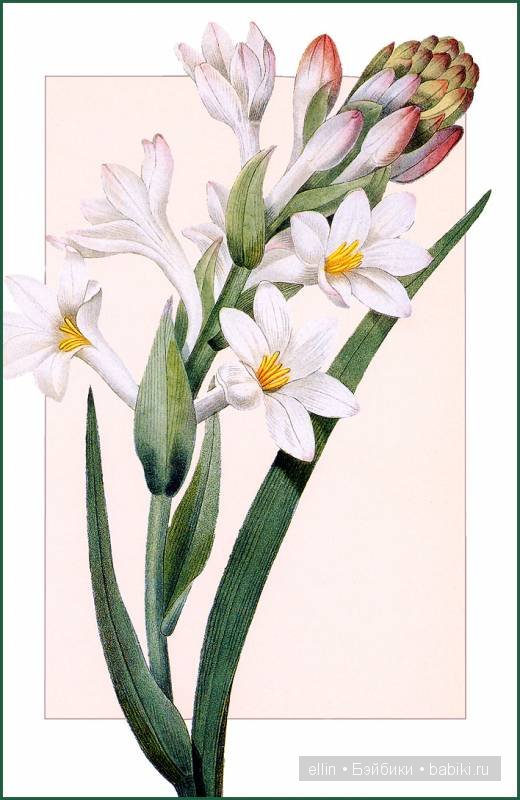 Рафаэль цветов. Художник Пьер Жозеф Редуте