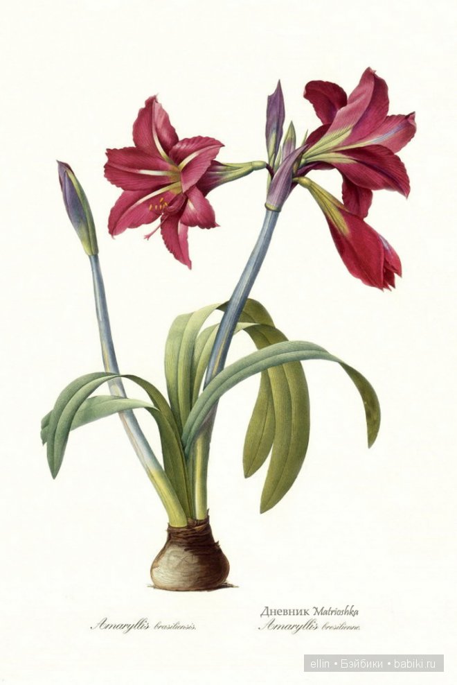 Рафаэль цветов. Художник Пьер Жозеф Редуте