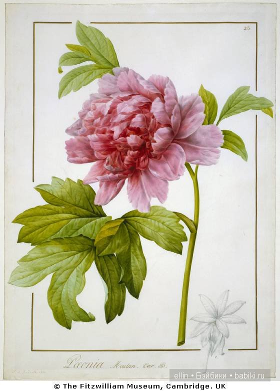 Рафаэль цветов. Художник Пьер Жозеф Редуте (фото 5)