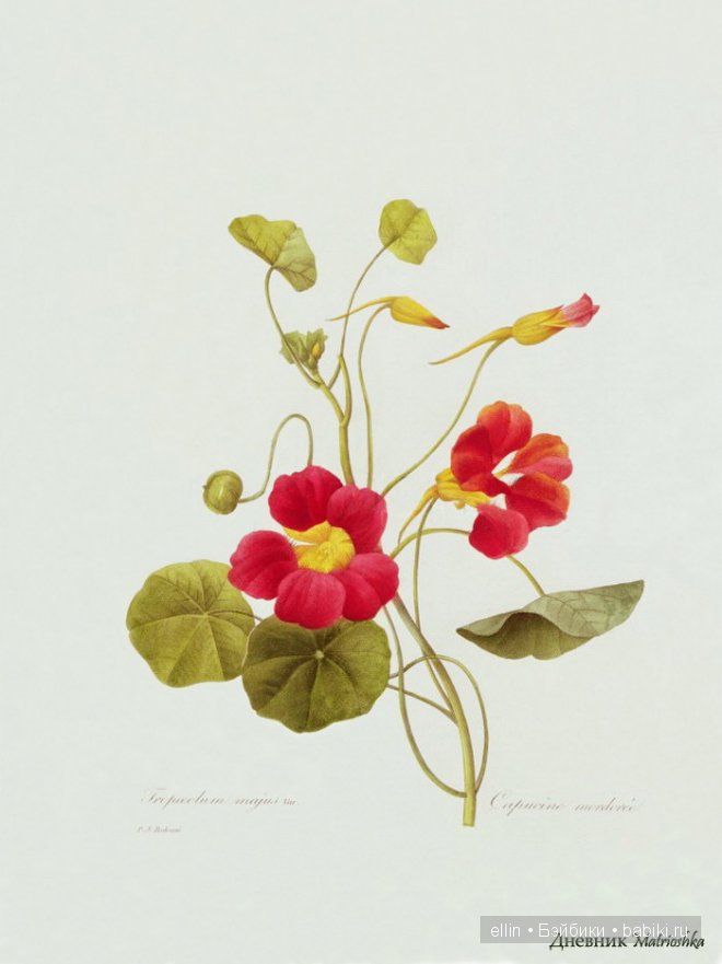 Рафаэль цветов. Художник Пьер Жозеф Редуте (фото 7)