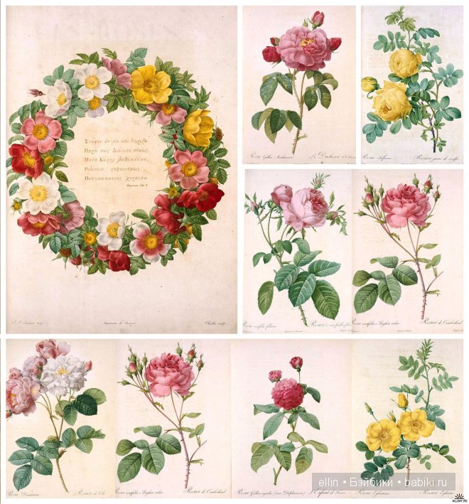 Рафаэль цветов. Художник Пьер Жозеф Редуте