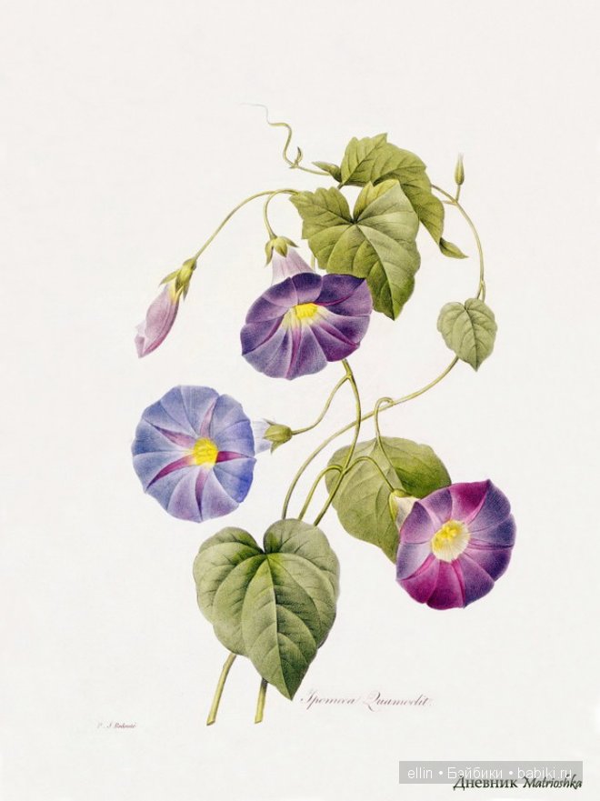 Рафаэль цветов. Художник Пьер Жозеф Редуте (фото 10)